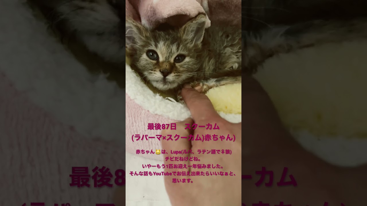 スクーカムの赤ちゃん生後87日