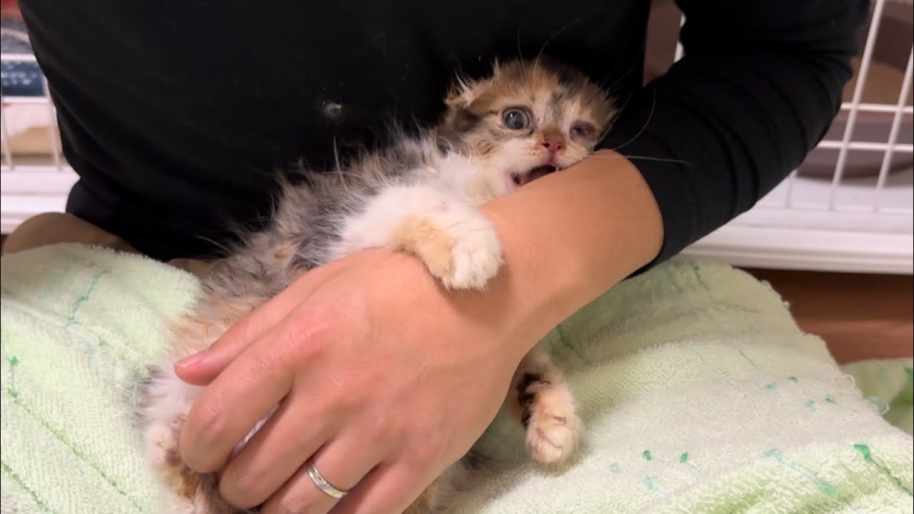 「こいつの手噛み切るわ」我慢の限界に達した子猫がこうなりました。【多頭飼育崩壊から保護されたスコティッシュフォールドの子猫達】 #8