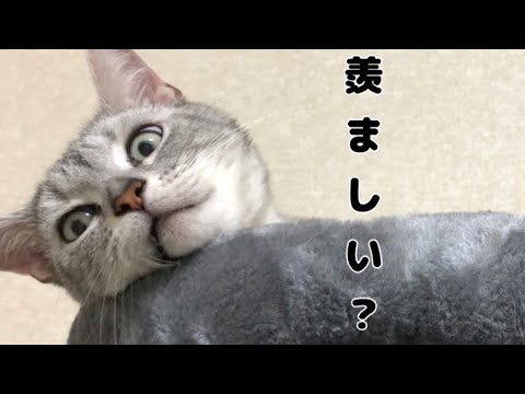 新しいキャットタワーを購入しました！