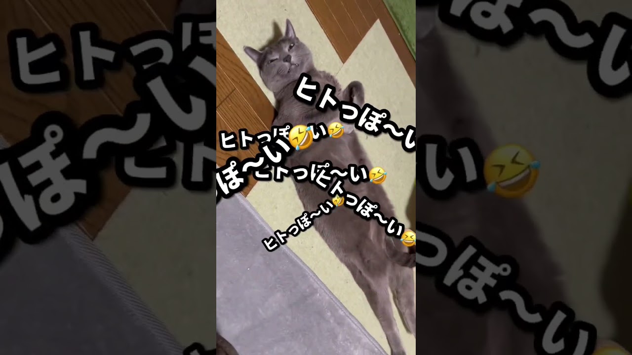 【ロシアンブルー】めろんはやっぱりヒトっぽい🤭【猫】#shorts