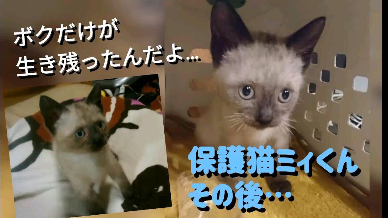 【保護猫】公園で子どもたちに発見され一匹だけ生き残った超絶可愛いシャム系仔猫さんのその後は？
