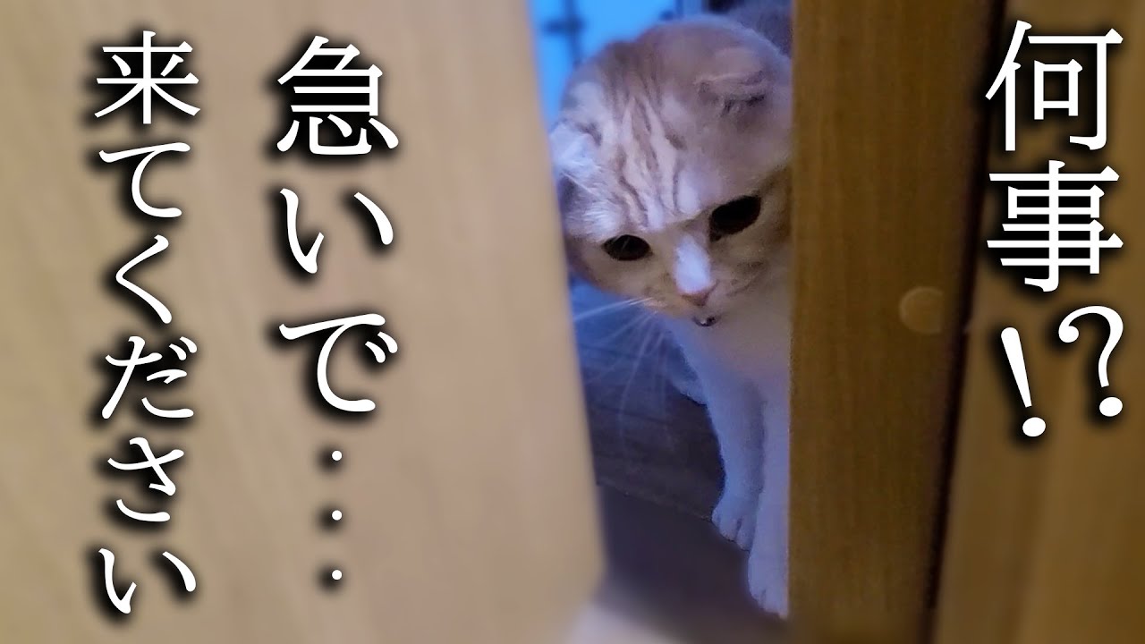 子猫が「ついてこい」と言うので急いで行ってみた結果...