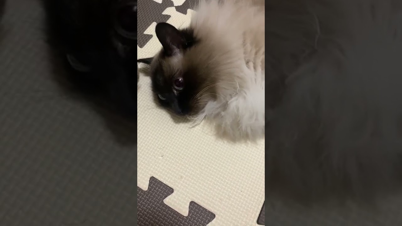 猫動画 #shortvideo #猫のいる暮らし #ねこ好き ヒマラヤンの生態 ?