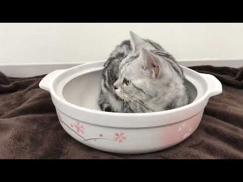 ペットモデルのアメリカンショートヘアーのあめちゃんの癒され動画