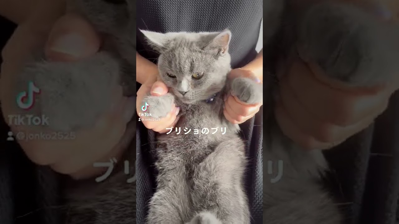 かわぴー　#short #ブリティッシュショートヘア #猫