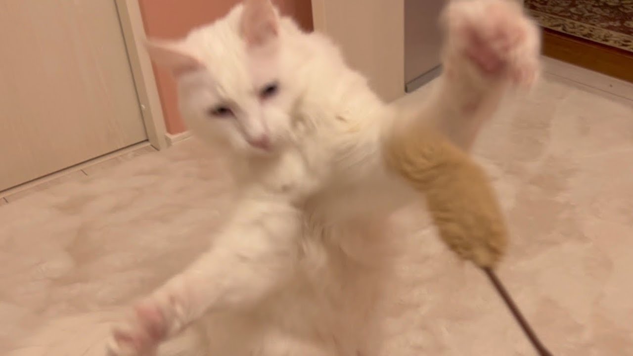 【可愛い】猫じゃらしで遊んだよ♪10さいターキッシュアンゴラ❤︎