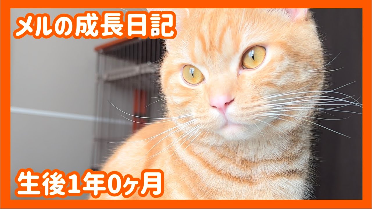 子猫が一歳になりました【アメリカンショートヘア】
