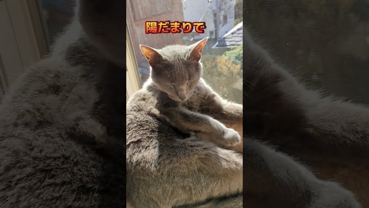 キャビア１６歳の冬🐈‍⬛💕  #ロシアンブルー #russianblue #猫