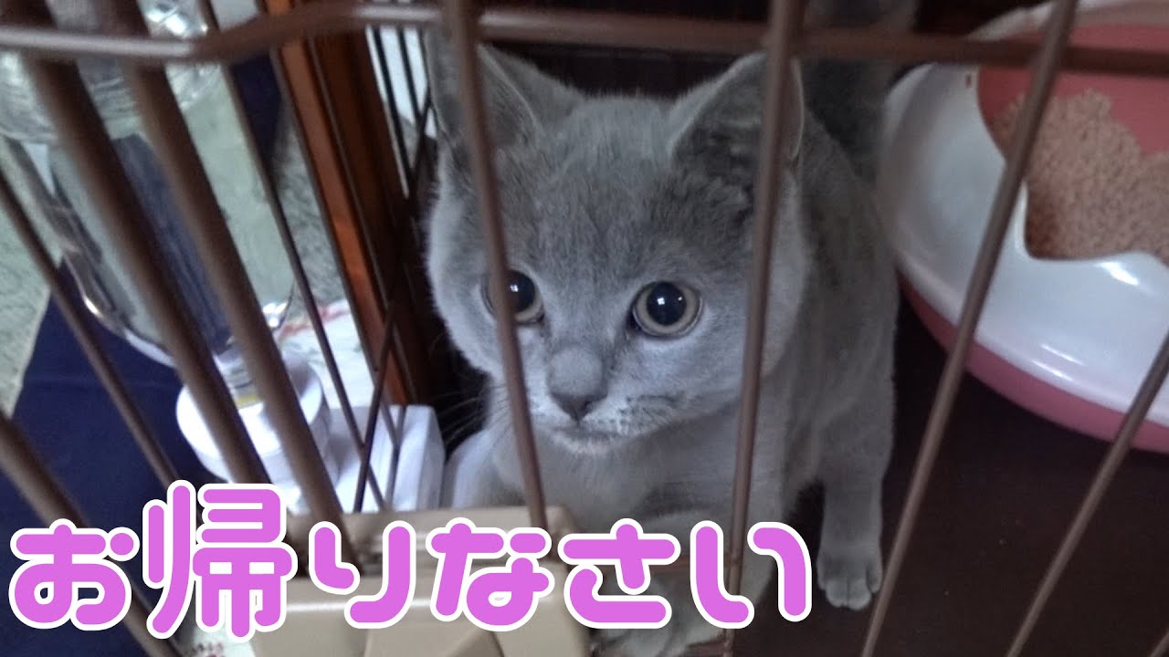 シャルトリューの可愛い子猫が久しぶりのお留守番後・・可愛く出迎えてくれました                                    고양이　kitten
