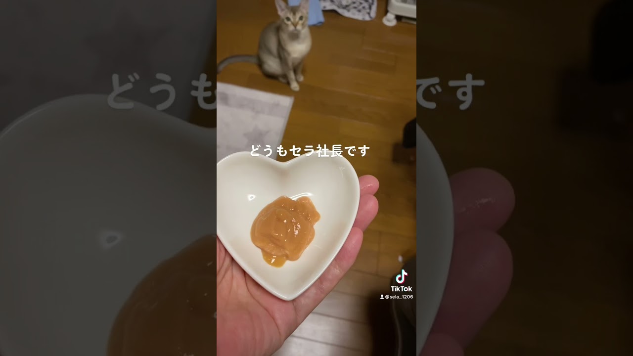 チュール大好き！【シンガプーラ】可愛いすぎ#ねこ