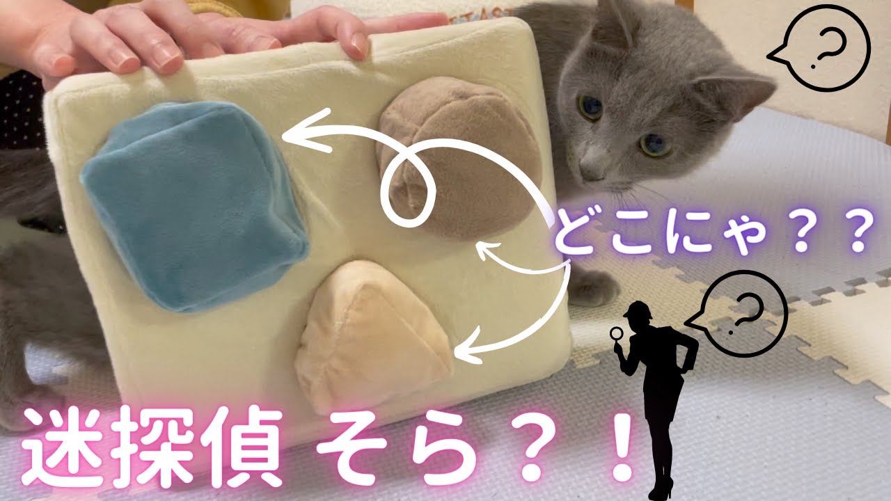大好きな「アレ」を探す猫（ロシアンブルー）
