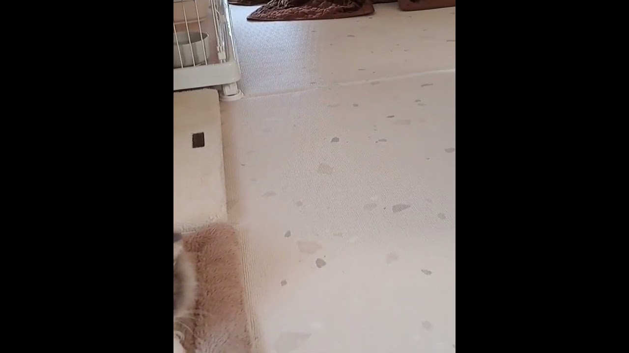 マタタビで興奮しながら遊ぶ猫が可愛い【短足マンチカン】 #shorts #マンチカン #猫 #猫かわいい