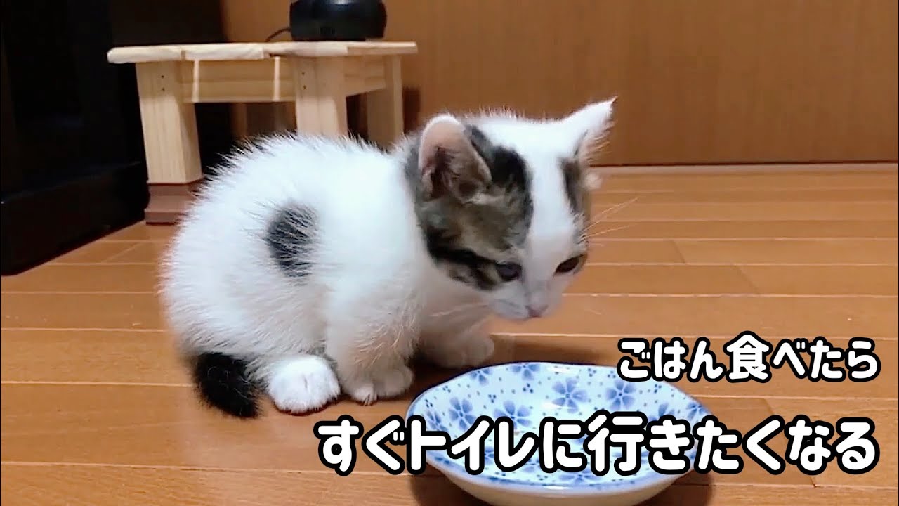 ごはんのあと、すぐトイレに行きたくなる子猫がかわいい