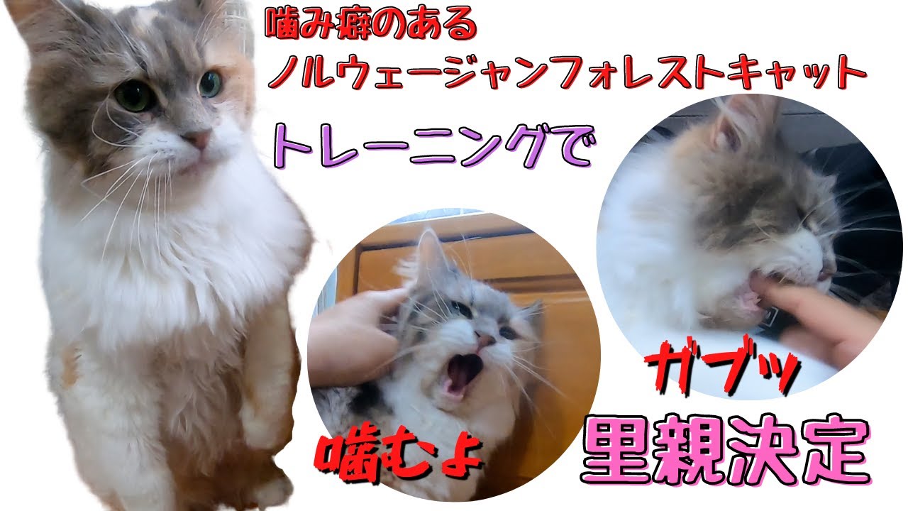 三毛猫ノルウェージャンフォレストキャット噛み癖矯正で里親決定！？（保護猫カフェ猫の木）十三駅　Norwegian Forest Cat is decided to be a foster parent