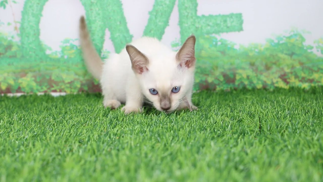 Coo&RIKU　No607248　シャム