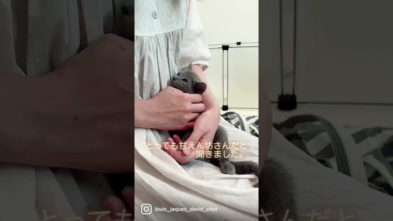 ロシアンブルーの子猫と初対面！これからよろしくね☺️