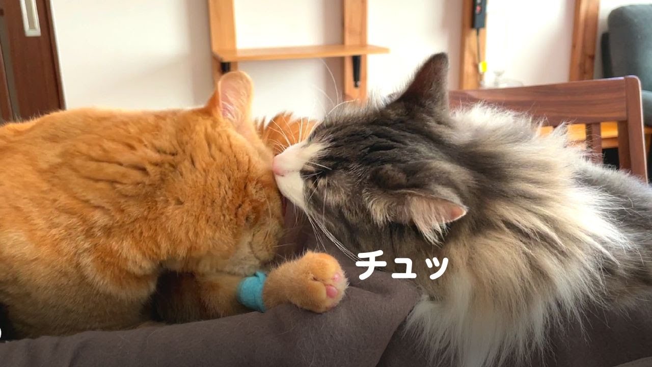 病院帰りの猫に寄り添うやさしい猫ちゃん