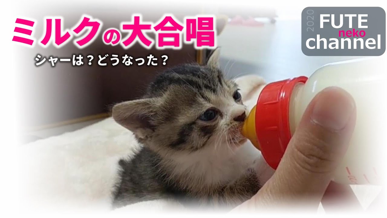 【生後22日目】昨日とは違う反応の子猫達、激おこは？シャーは？ミルクの威力は絶大だった【保護子猫】