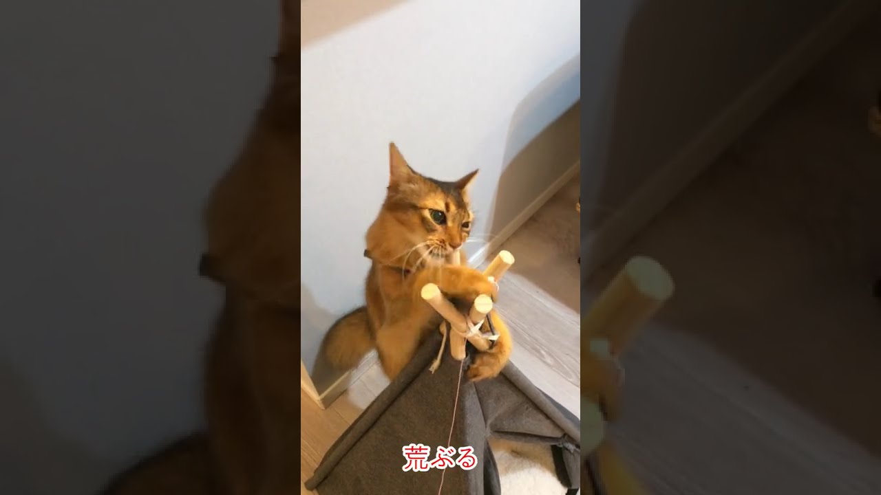 #66　ソマリキングコング（ミニ）あらわる！！