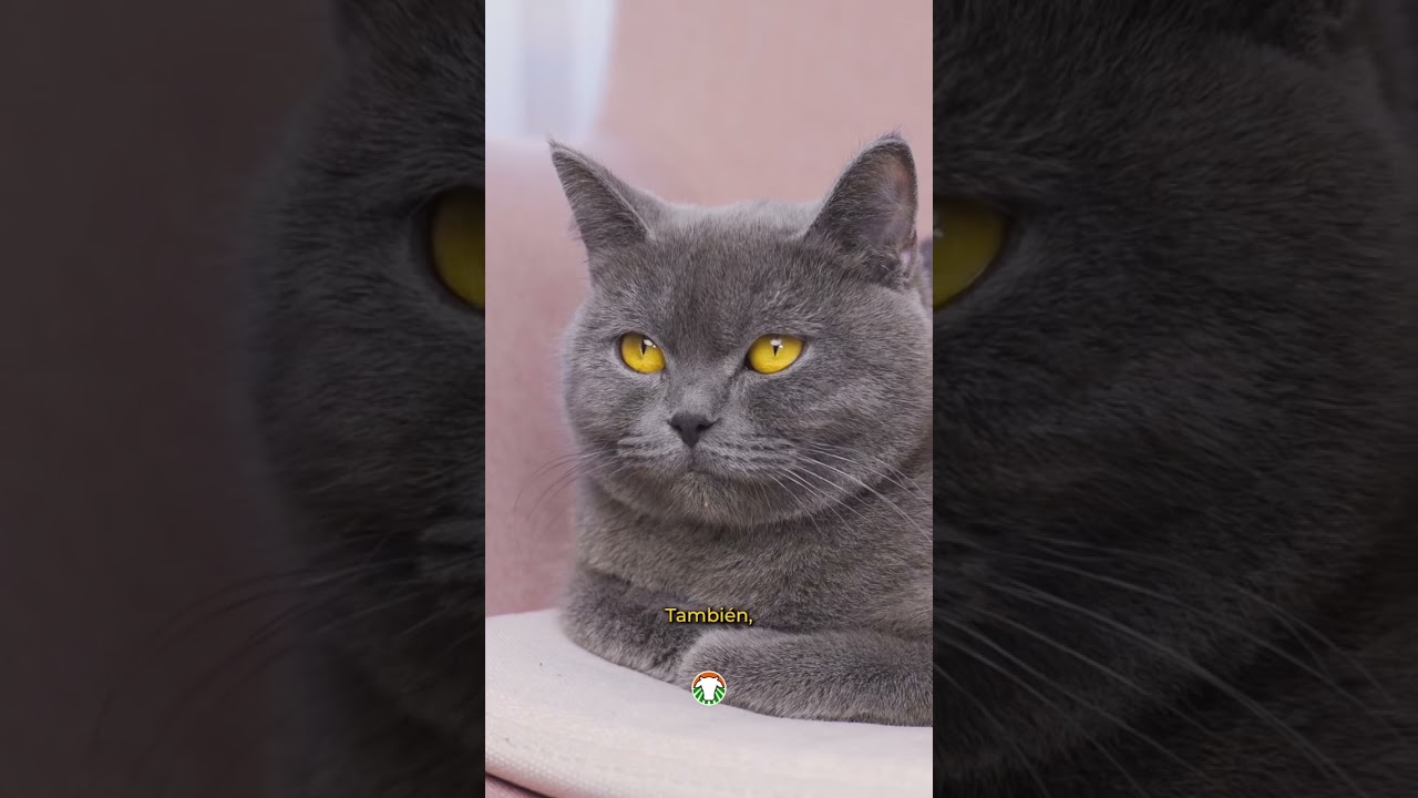 Korat, una raza de Tailandia🐾