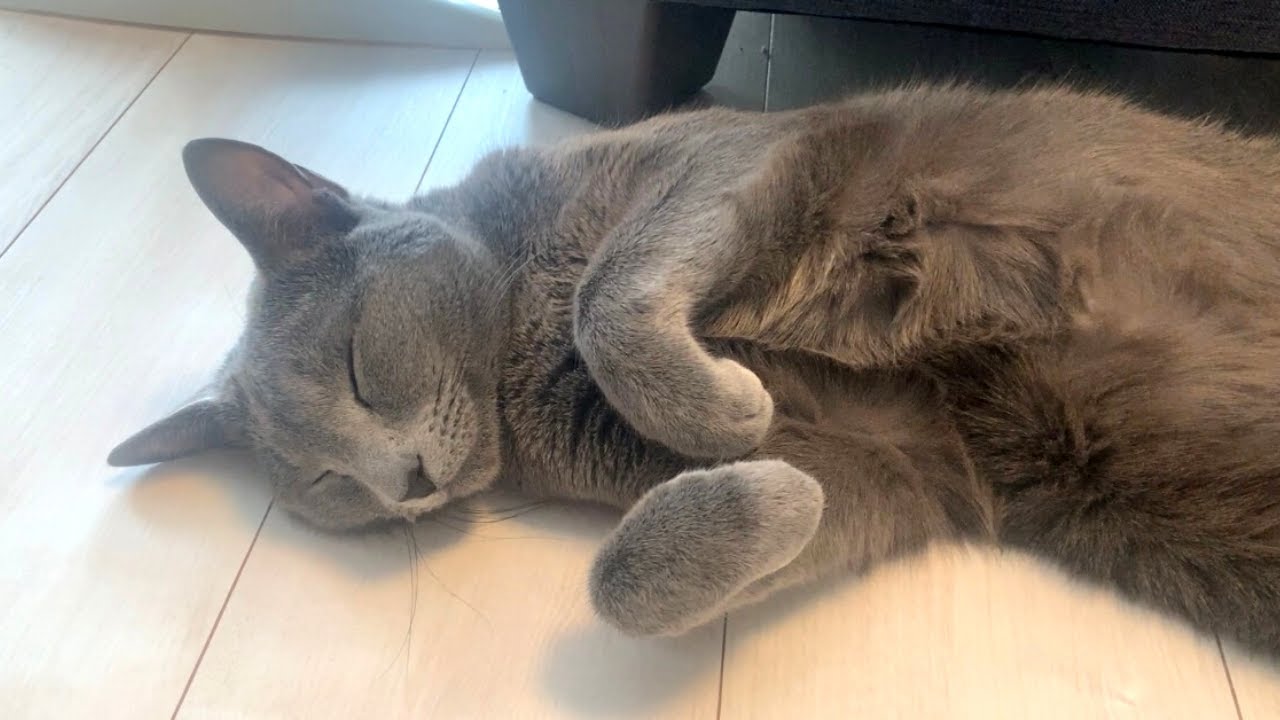 ちょっとやそっとじゃ起きない猫【ロシアンブルー】