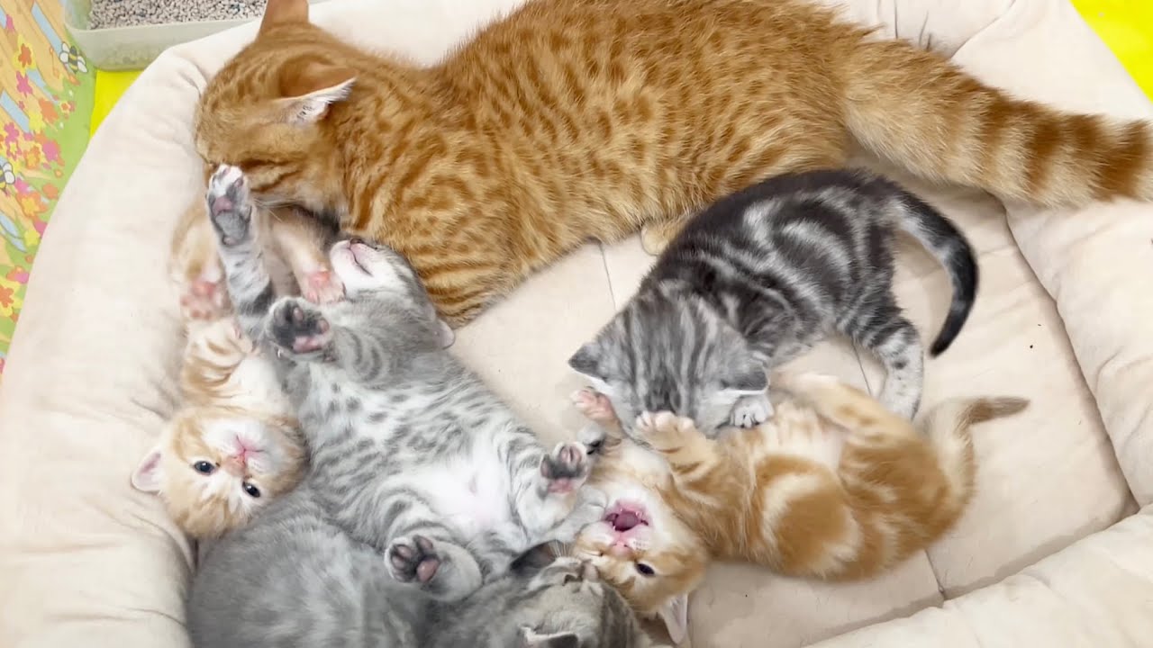 子猫のぽちゃくんは赤ちゃん子猫たちのお世話するのが大好き💓