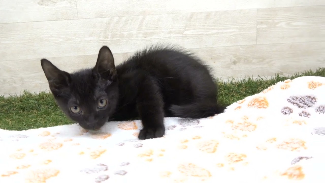 Coo&RIKU　No00615727 ボンベイ