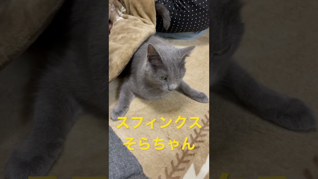 変な座り方してパパを噛む猫（ロシアンブルー）#shorts