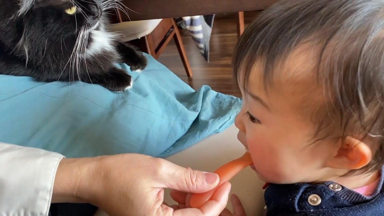 目覚まし猫と温め猫　ノルウェージャンフォレストキャット　ラガマフィンAlarm clock cat and warm cat. Norwegian Forest Cat. Ragamuffin.