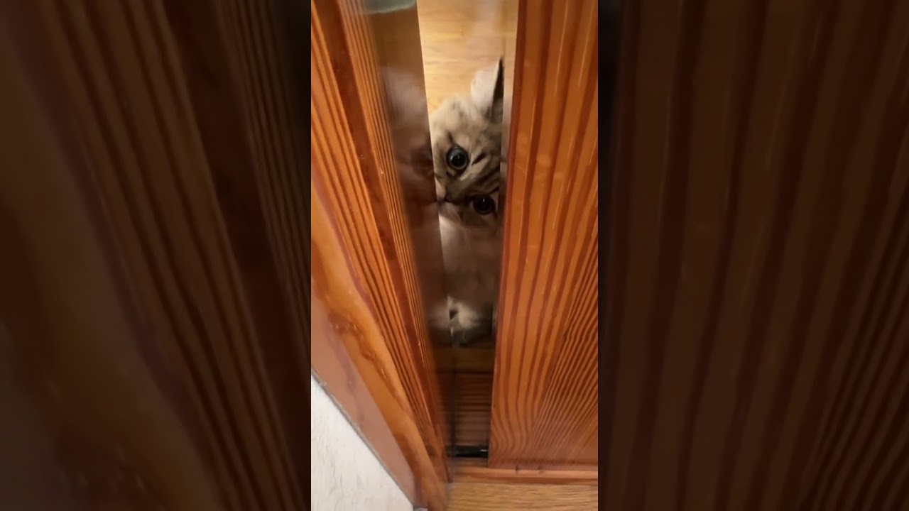 ドアの隙間から見る猫が可愛い。＃shorts【ペルシャ猫】