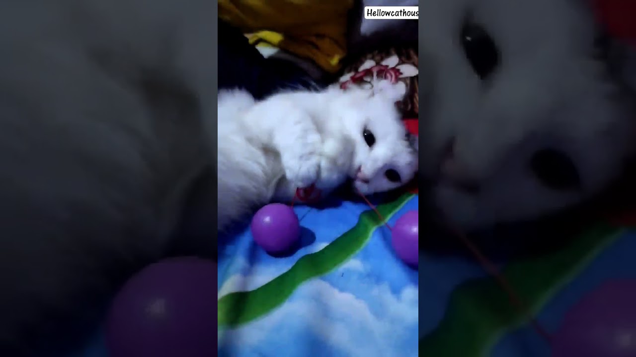 kucing munchkin kinkalow main lato lato