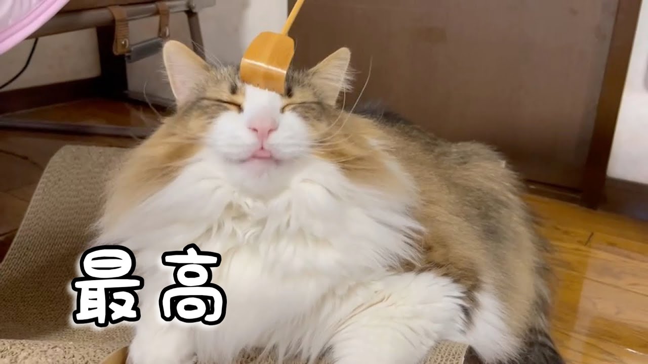 リラックスする猫がかわいい【ノルウェージャンフォレストキャット】