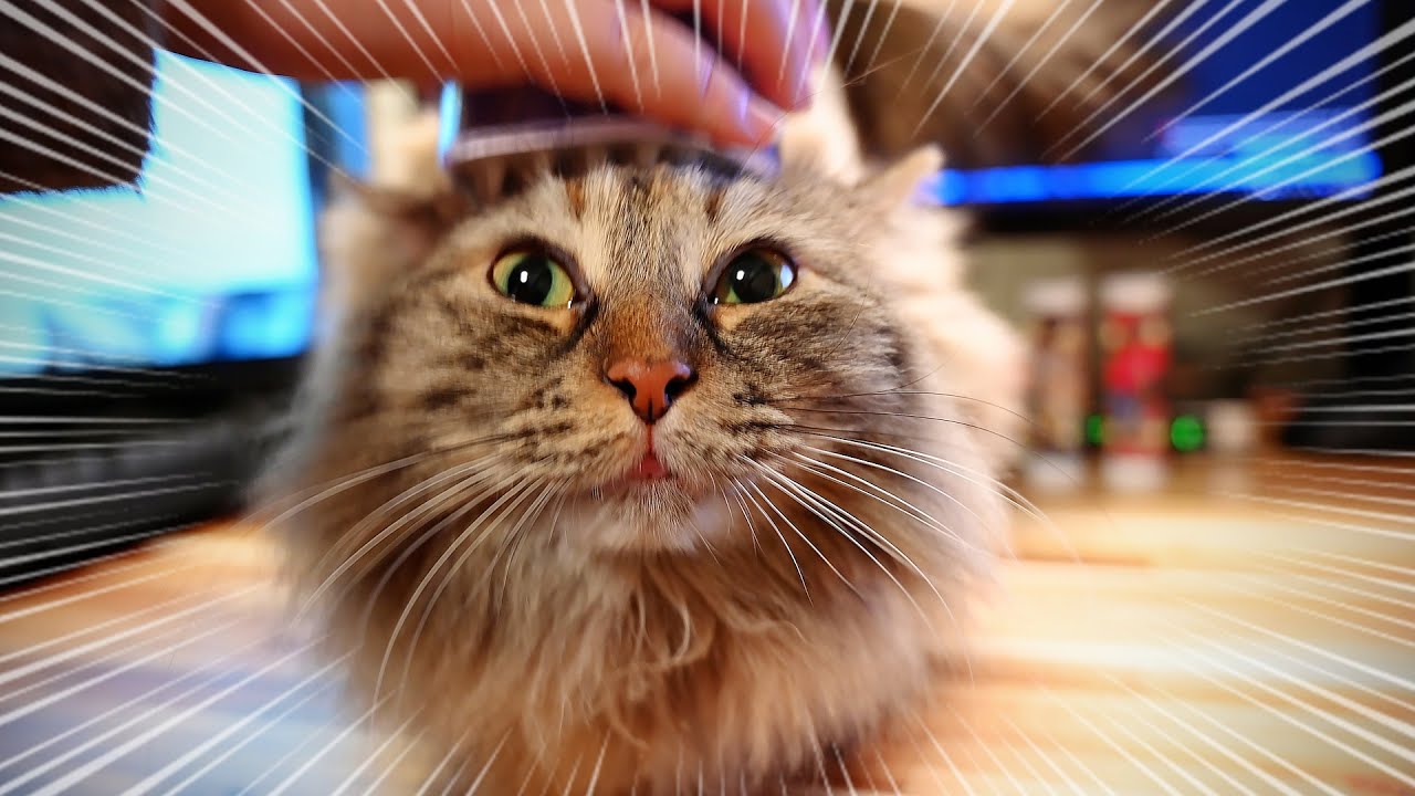 ブラッシングで顔が剥がされそうになる猫【サイベリアン】