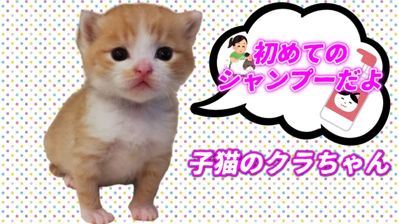 [茶トラの赤ちゃん]子猫の生まれて初めてのシャンプーが可愛すぎる！（保護猫）