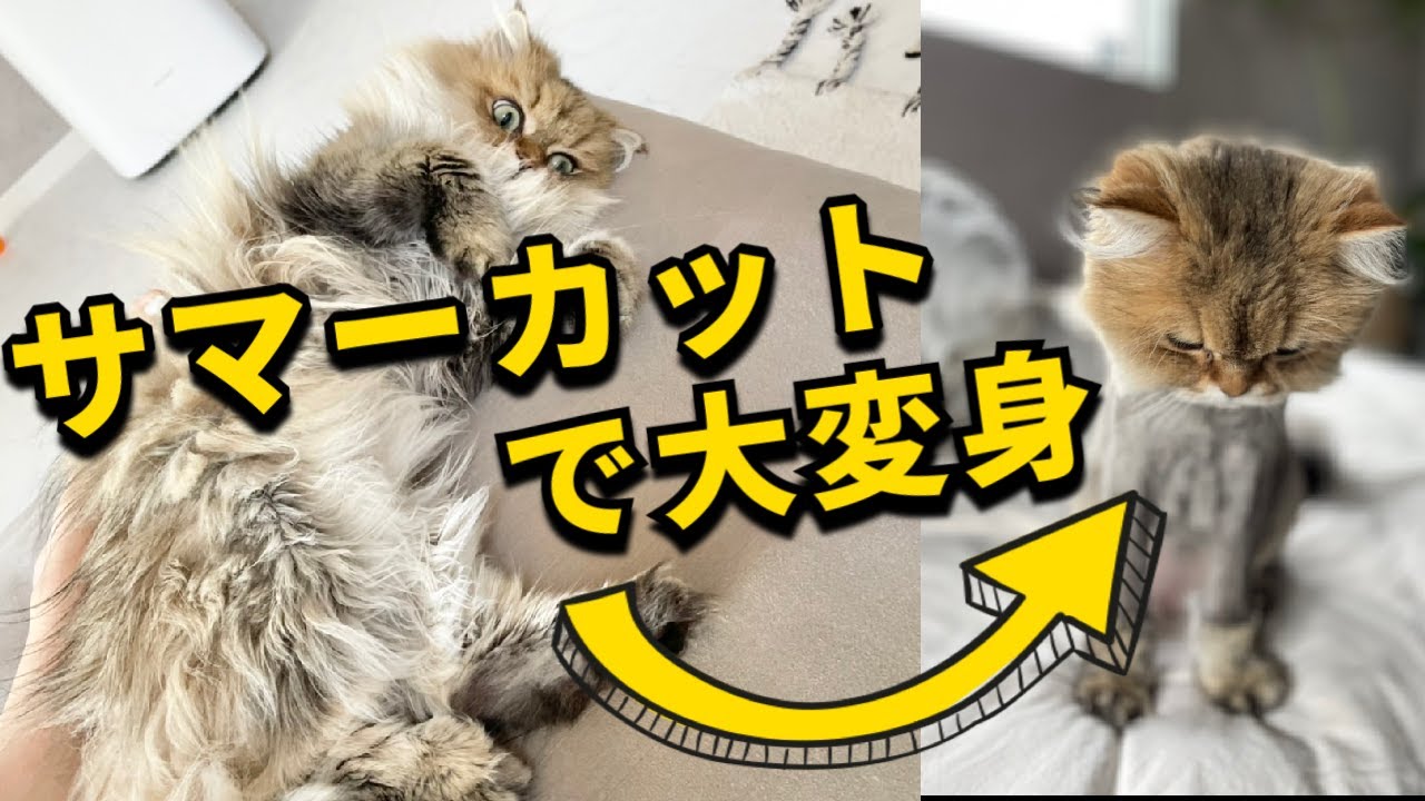 【サマーカット】ペルシャ猫のお悩み毛玉!サマーカットで大変身