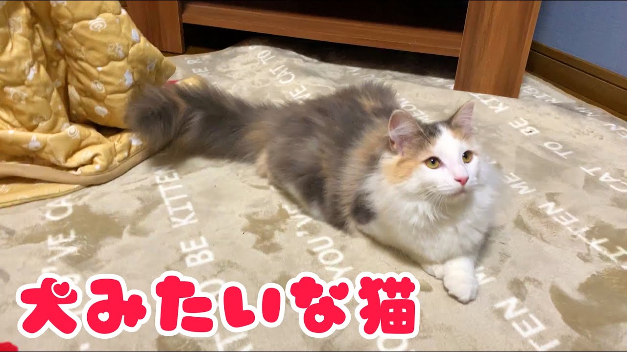 犬みたいになっていく猫【ノルウェージャンフォレストキャットと三毛猫】