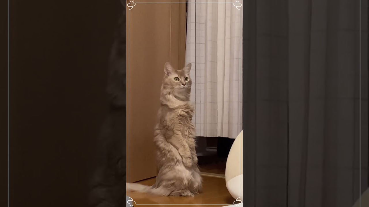 ミーアキャット？#shorts #猫#ソマリ