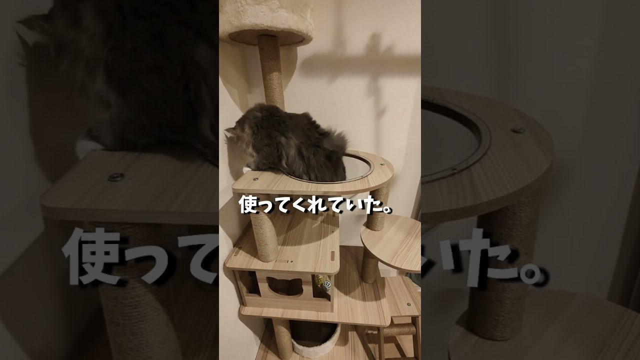 猫に3歳の誕生日プレゼントでキャットタワーをあげたら、プチ悲劇が。【サイベリアンのラフィ】#shorts