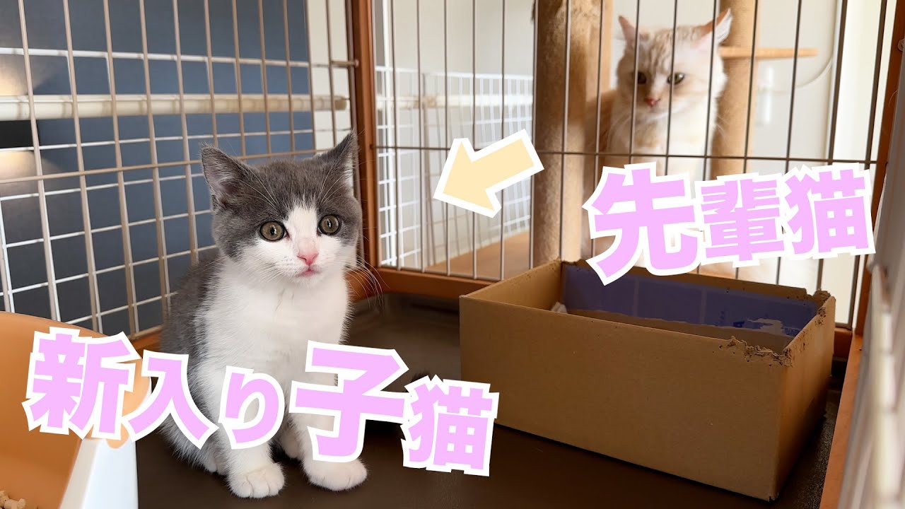 我が家に新しい子猫がやってきた【ブリティッシュショートヘアー】