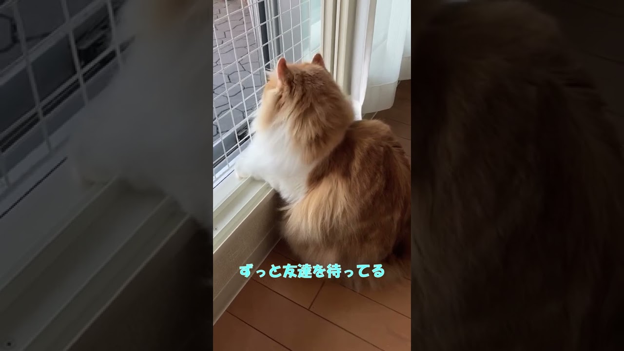 【ｱﾒﾘｶﾝｶｰﾙmocca】やっぱり猫の手ってかわいい #shorts #ねこ #猫 #アメリカンカール