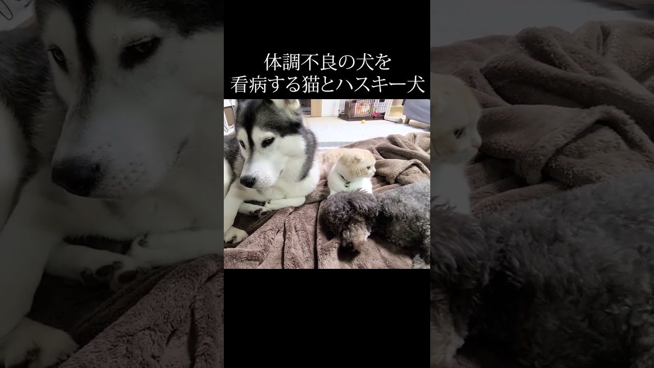 体調不良で寝込む犬を看病する子猫とハスキー犬がこちら...#shorts