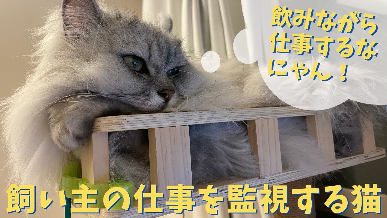 飼い主の仕事を監視する猫｜ラガマフィンのラガさん