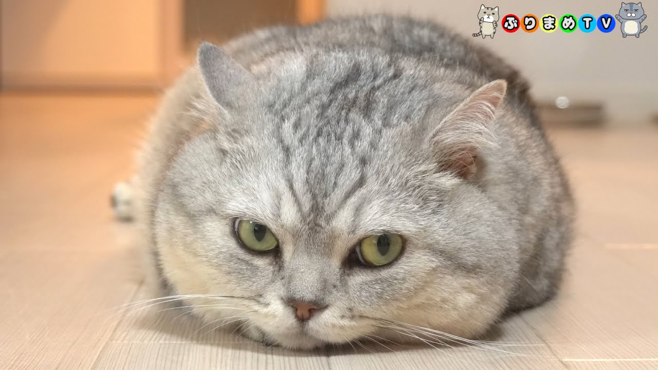 【テロップ無】でぶ猫マンチカンの詰め合わせ②巻