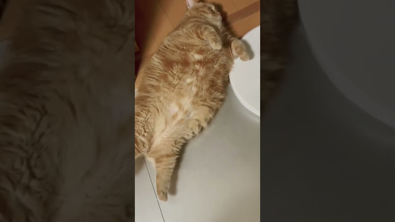 8㌔マンチカンの素顔