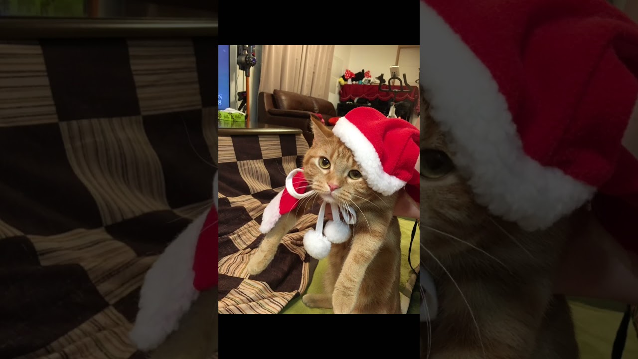 メリークリスマス 猫 アメリカンショートヘア cat うめれんたろう クリスマス