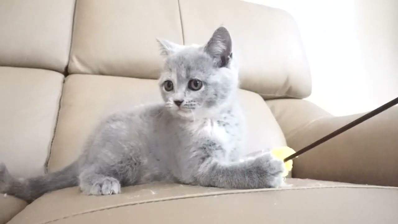 ブリティッシュショートヘアー子猫　British Shorthair　2022.11.15産まれ　ブルークリーム　女の子　シーダキャット猫のお店