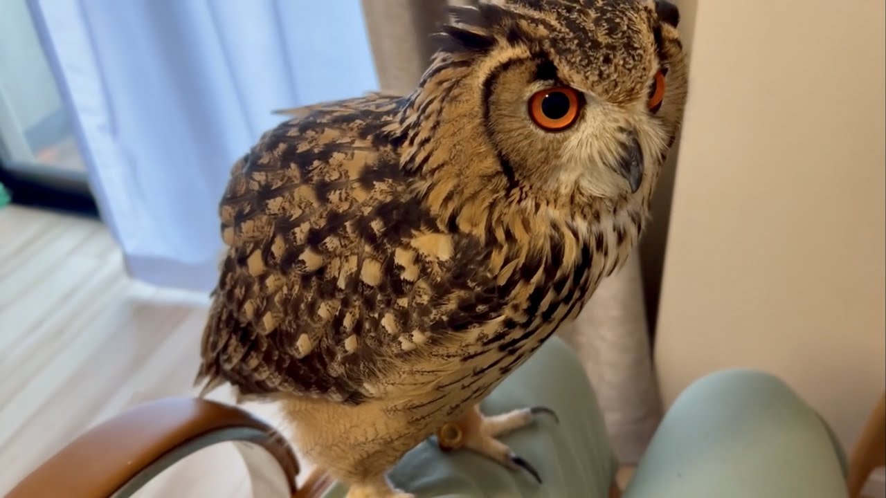 #629 機嫌の良いフクロウ Owl is in a good mood.【ベンガルワシミミズク】