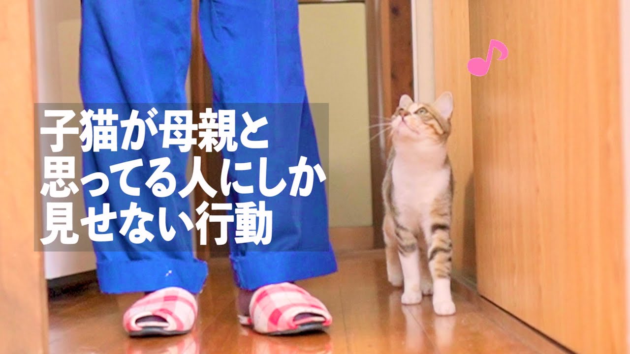 「ついてく！」飼主を母親と思ってる子猫の行動がかわいい！