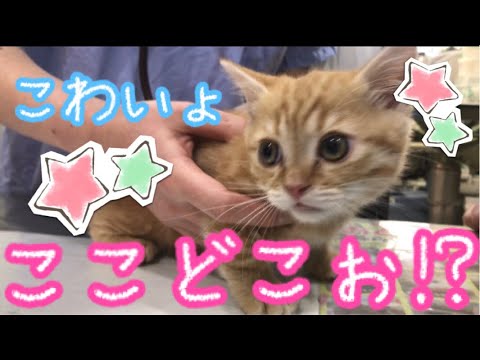 はじめて一緒にワクチン注射に行ったマンチカンの子猫茶々くんの鳴き声が可愛いすぎる💓 Munchkin kitten is meowing.
