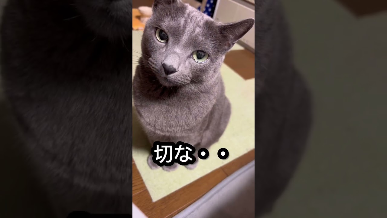 【ロシアンブルー】今朝のめろんはこんな感じ😌【猫】#shorts